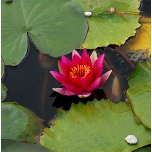 Pinke Seerose 'James Brydon' (Nymphaea) im Teich mit grünen Blättern.