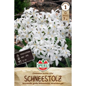 Sperli Schneeglanz Alba Blumenzwiebeln mit reinweißen Blütensternen.