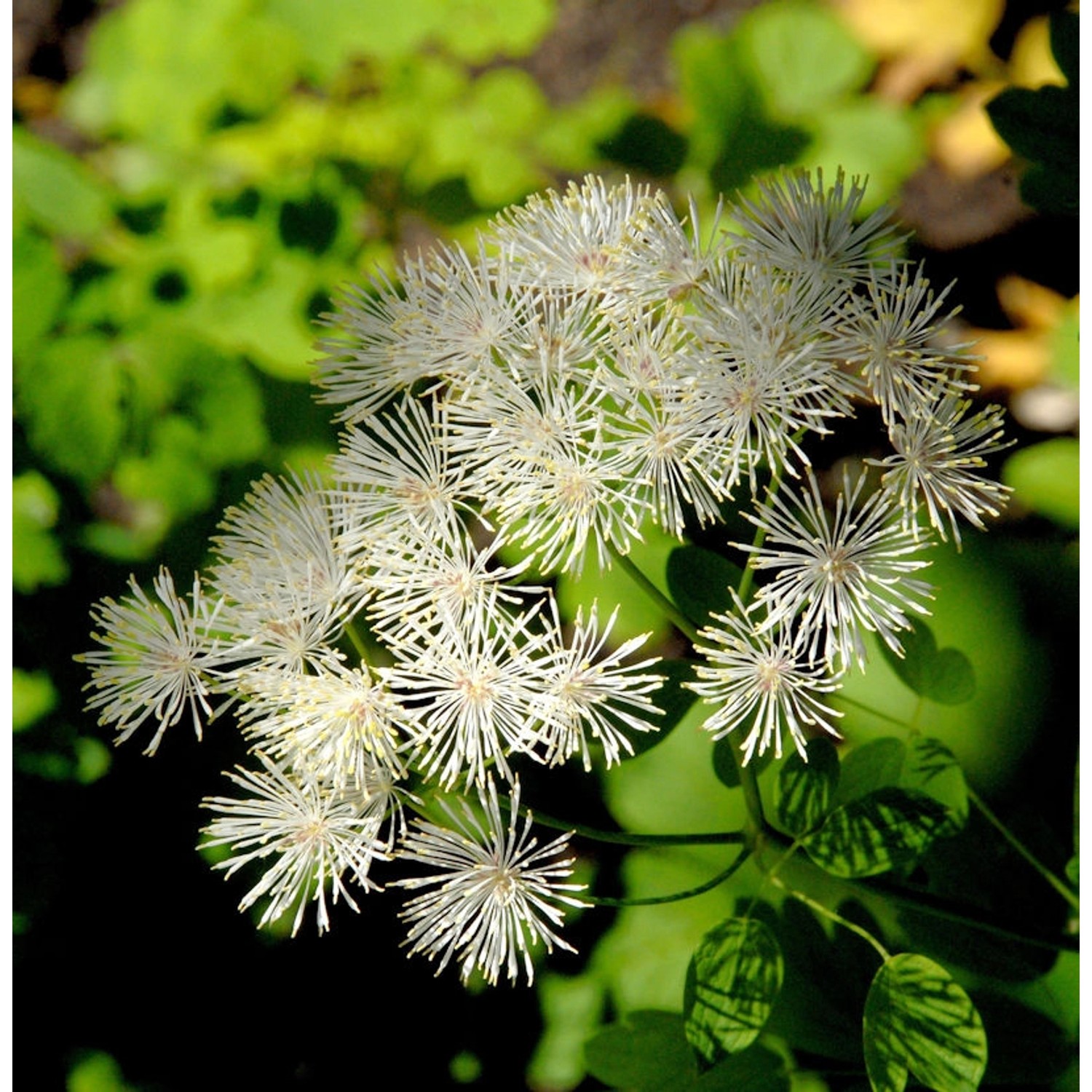 Weiße Akeleiblättrige Wiesenraute - Thalictrum aquilegifolium günstig online kaufen