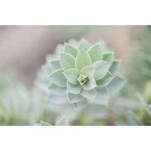 Nahaufnahme der Walzen-Wolfsmilch (Euphorbia Myrsinites) im 9x9 cm Topf, blaugraue Blätter.