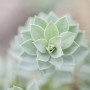Nahaufnahme der Walzen-Wolfsmilch (Euphorbia Myrsinites) im 9x9 cm Topf, blaugraue Blätter.