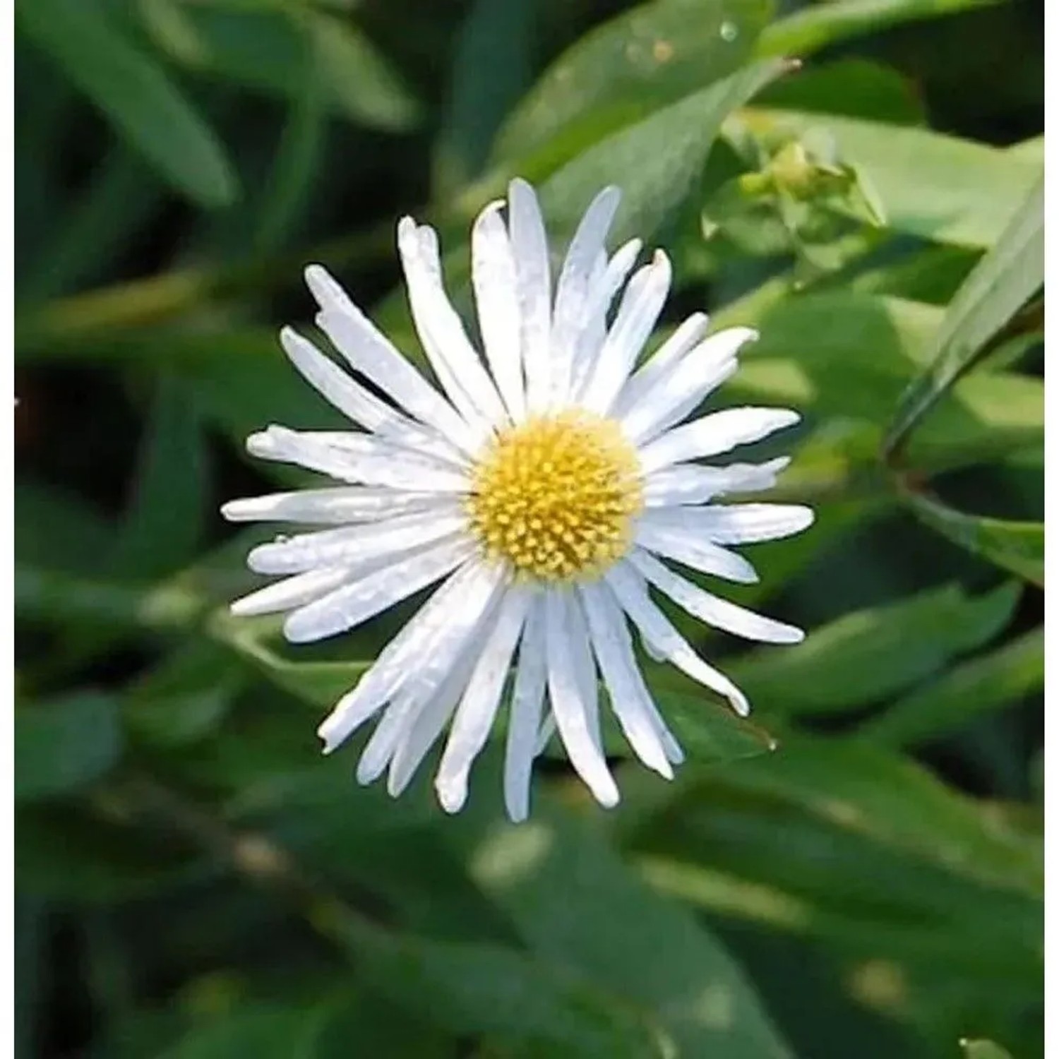 Scheinaster Snowbank - Boltonia asteroides