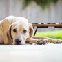 Hund liegt vor Relaxdays Napfständer aus Akazienholz mit zwei Edelstahlnäpfen.