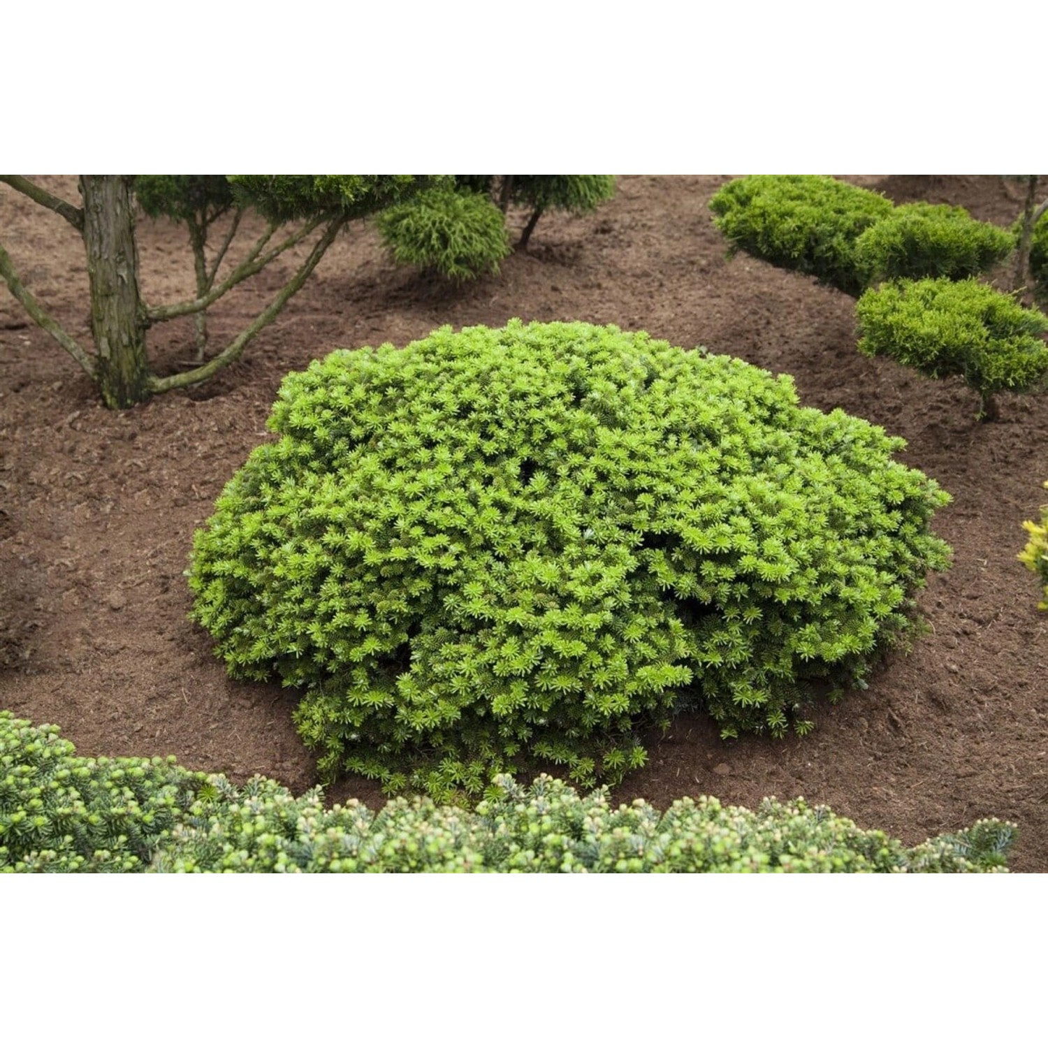 Abies Koreana Brillant Koreatanne Kompakt 25–30 cm günstig online kaufen
