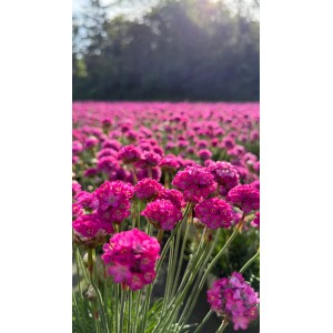 Feld mit pink blühenden Grasnelken "Ballerina" (Armeria pse.) von GROW by OBI.