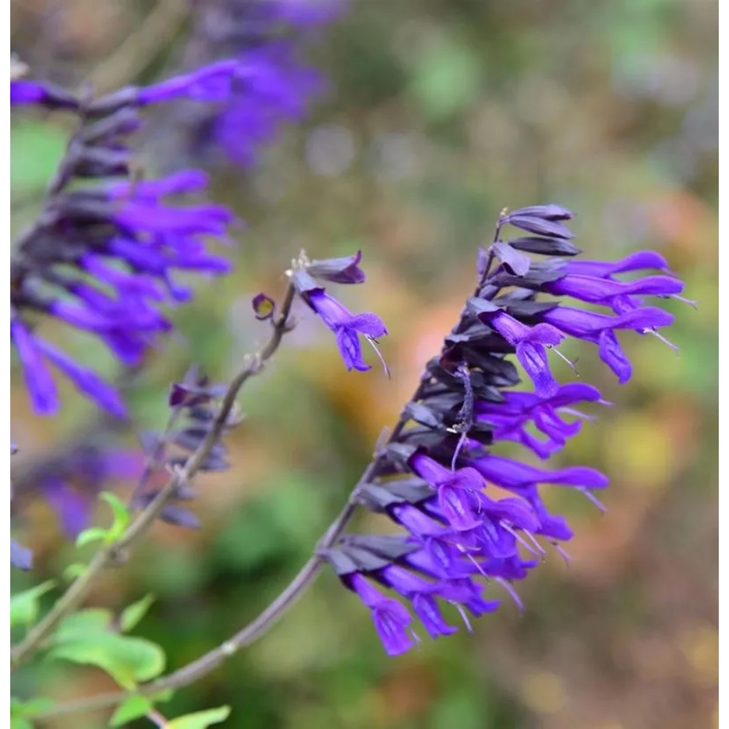 Garten Salbei Amistad - Salvia cultorum