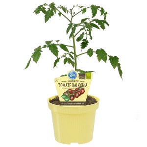 Blu Tomate Balkonia im Topf, ca. 12 cm Ø. Kompakte Sorte für Balkon und Terrasse.