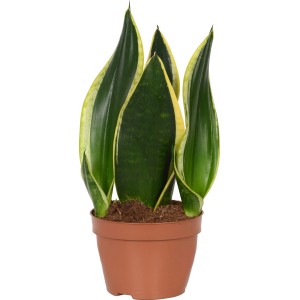 Bogenhanf (Sanseveria trifasciata) im braunen Topf, ca. 12 cm Ø, eine robuste Grünpflanze.