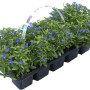 10er Pack Männertreu Blau (Lobelia erinus), ca. 10-15 cm hoch, für Frühjahrsbepflanzung.