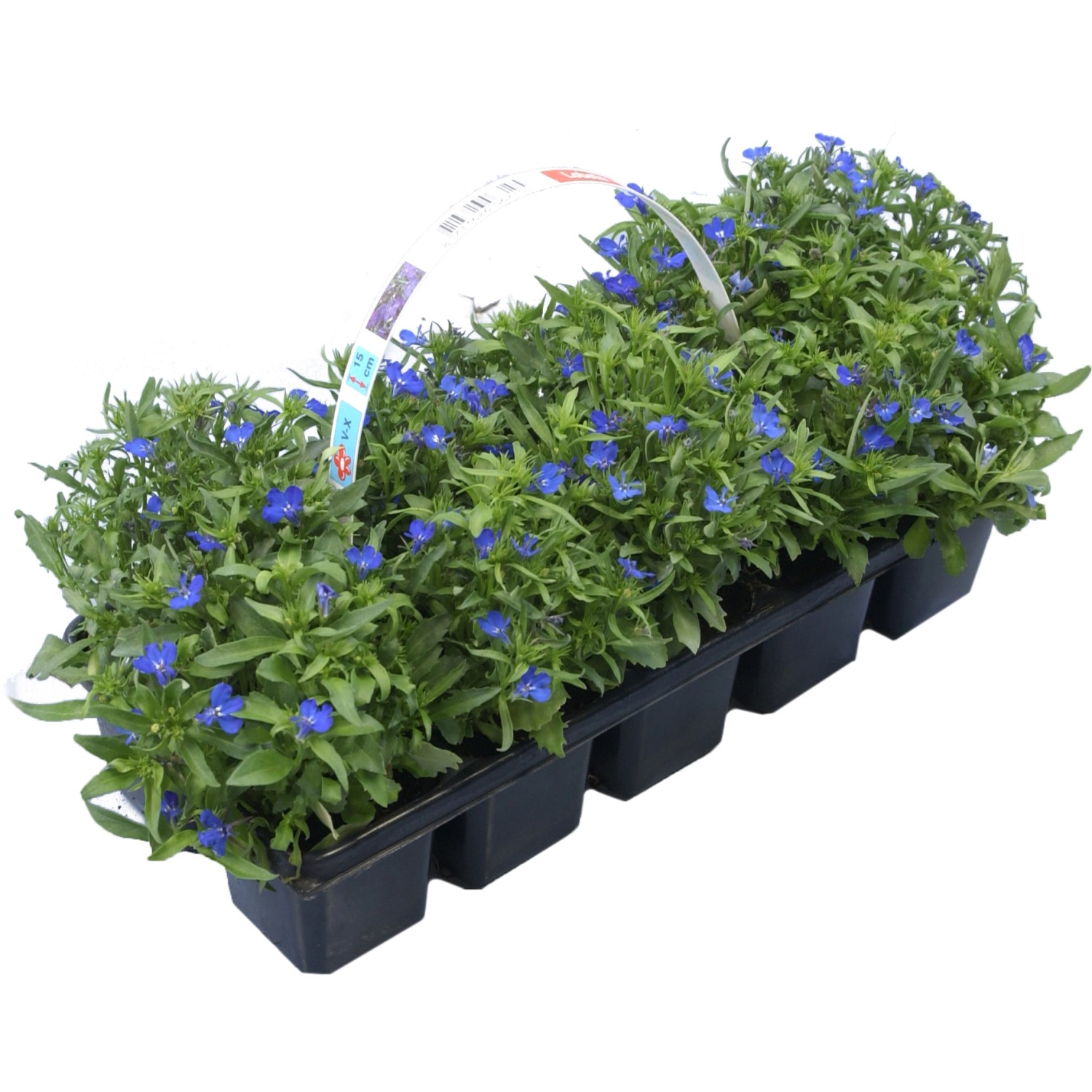 Männertreu Blau Höhe ca. 10 15 cm 10er Pack Lobelia erinus kaufen bei OBI