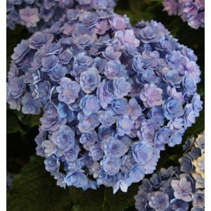 Nahaufnahme einer blau-violetten Bauernhortensie You&Me Together (Hydrangea macrophylla).