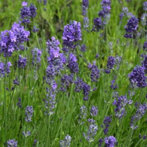 Blühender Echter Lavendel Melissa Lilac (Lavandula angustifolia) im Garten.