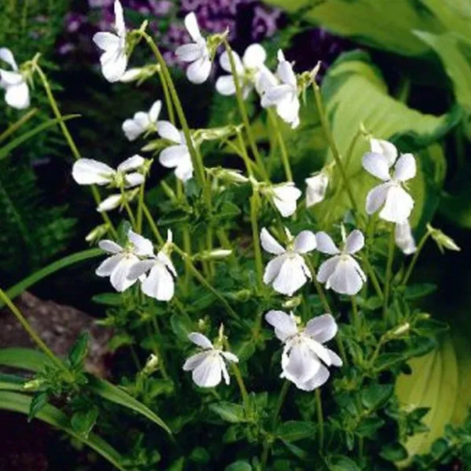 6 x Duftveilchen 'Alba' Viola odorata Topf 9cm Weiße Blüten