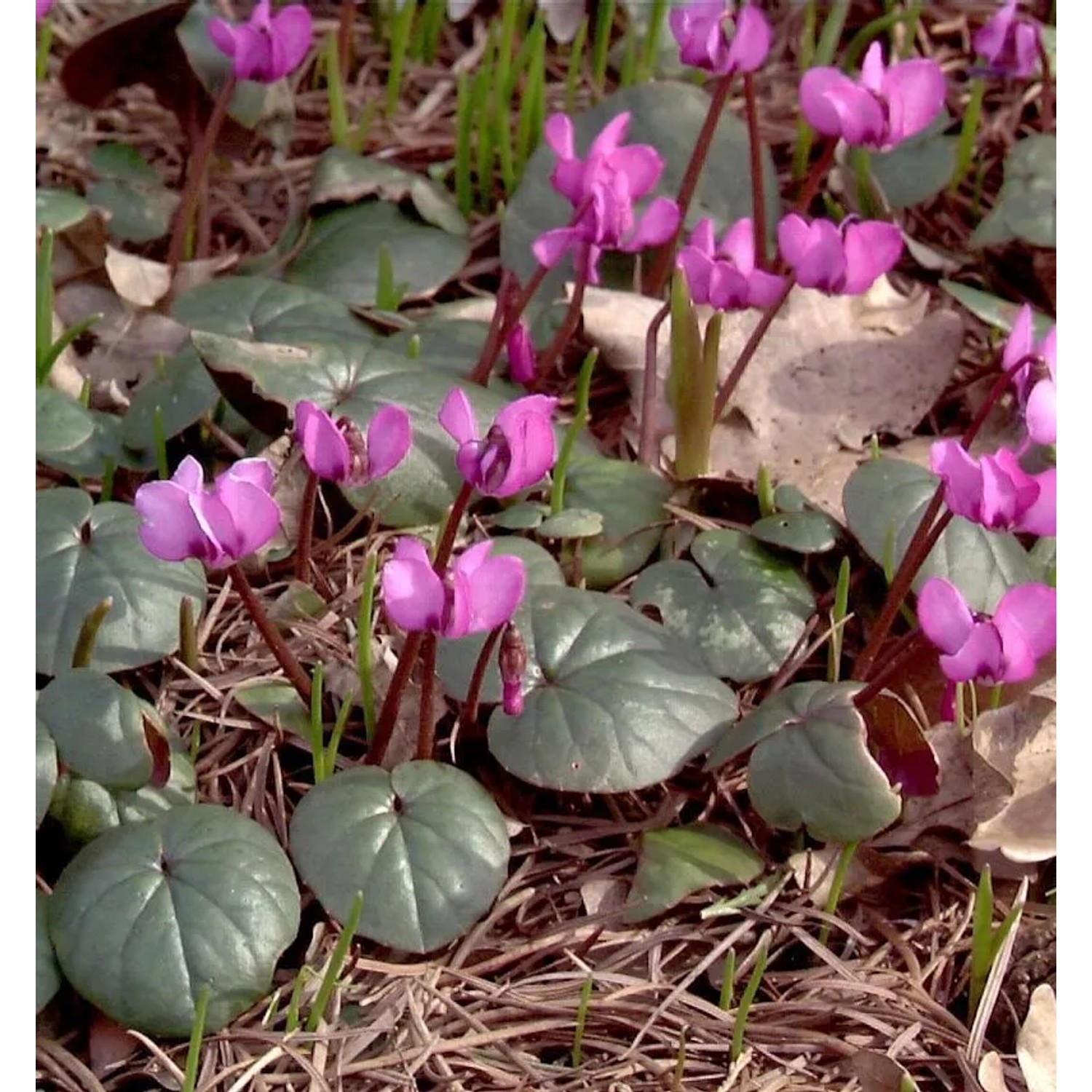Frühlings Alpenveilchen Ruby Star - Cyclamen coum