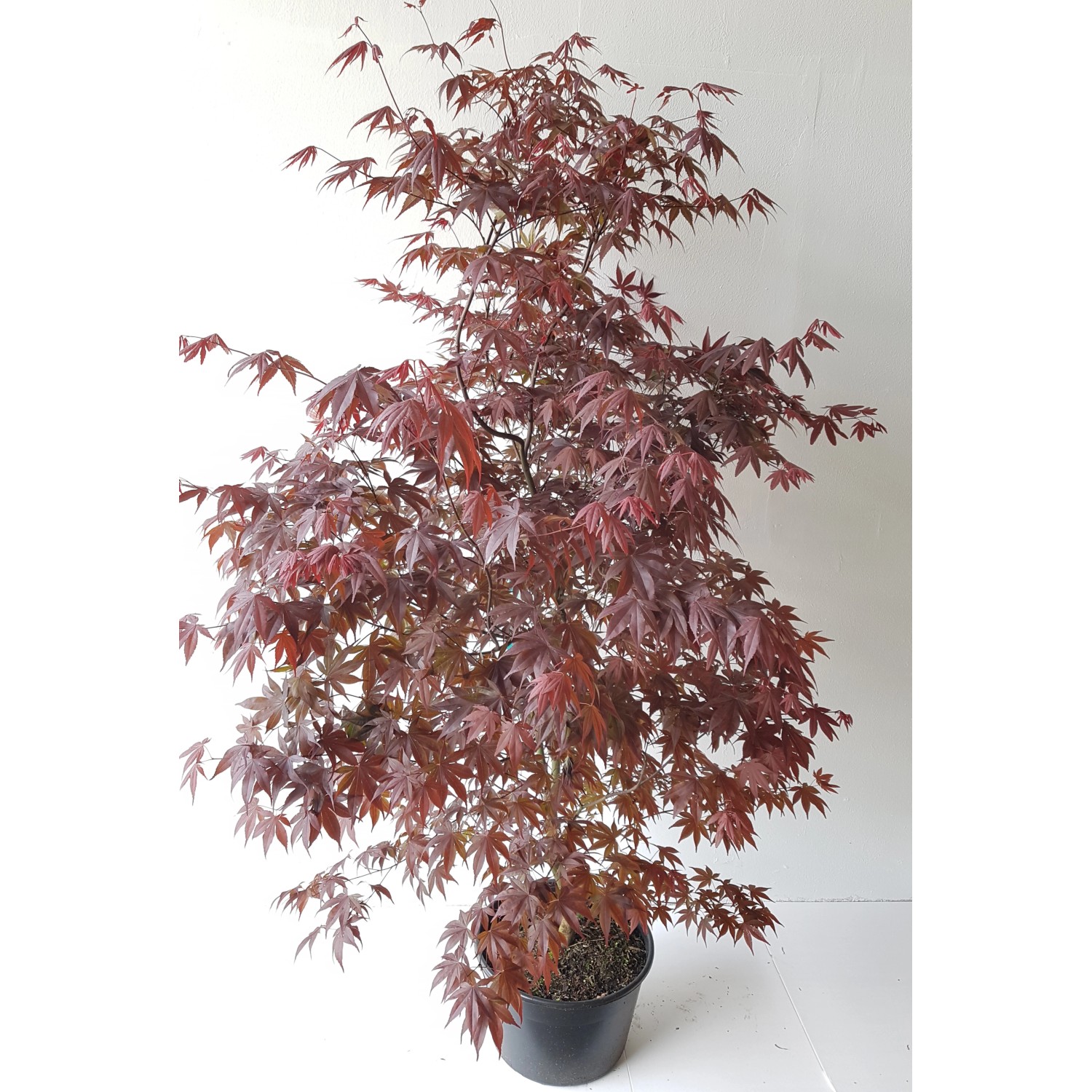 Pflanzen-Boering Acer Palmatum Atropurpureum Gesamthöhe 170-180 cm Roter Fä günstig online kaufen