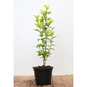 Gartenhibiskus Blue Chiffon im Topf, ca. 40-60 cm hoch.