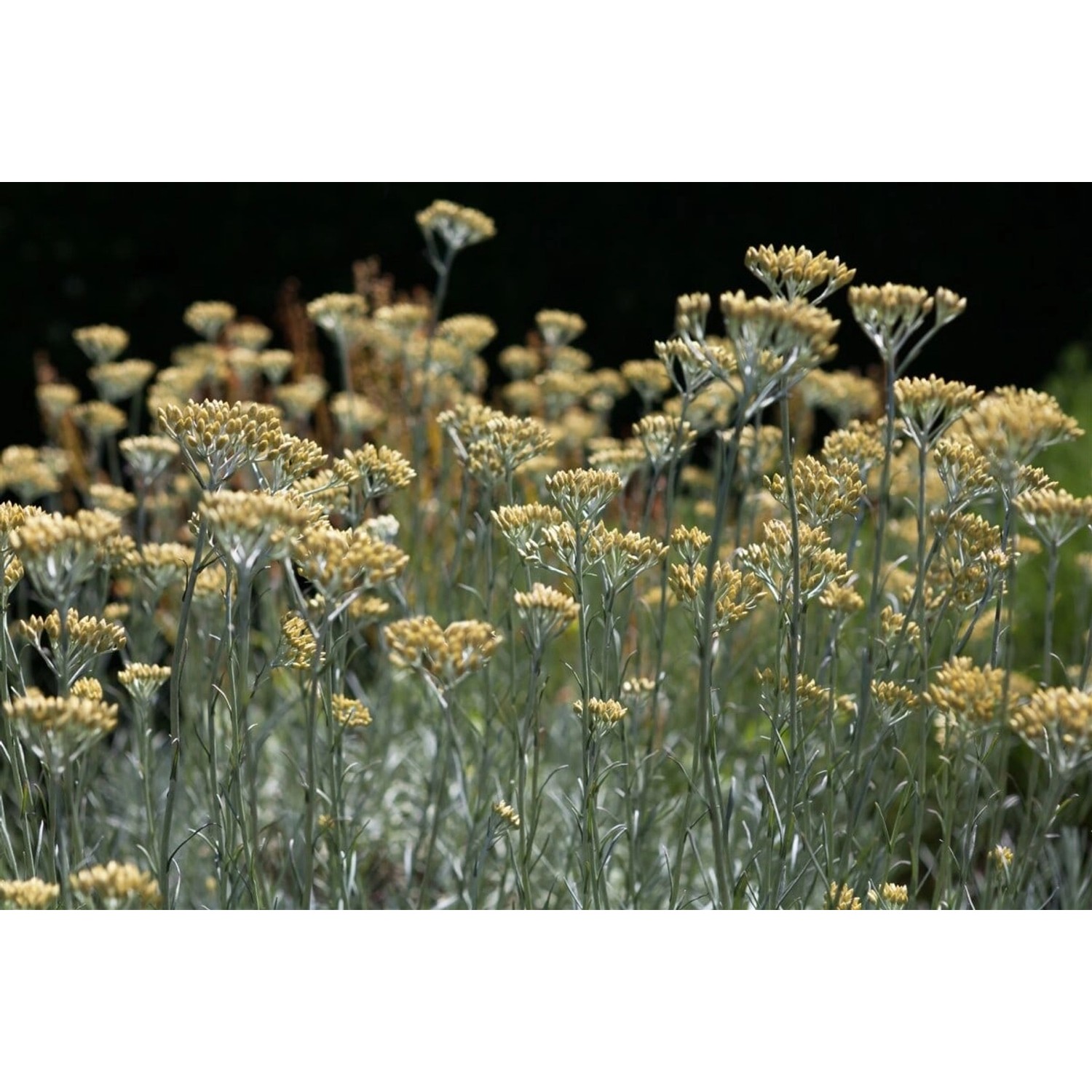 Helichrysum Italicum Silbernadel Currykraut Silbrig Ca. 9x9 cm Topf günstig online kaufen