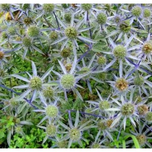 Nahaufnahme der blauen Edeldistel 'Blauer Zwerg', einer winterharten Staude mit stacheligen Blüten.