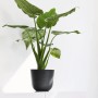 Ecopots Oslo Mini Pflanztopf, dunkelgrau, 16x14 cm, mit grüner Pflanze. Ideal für Innen- und Außenbereich.