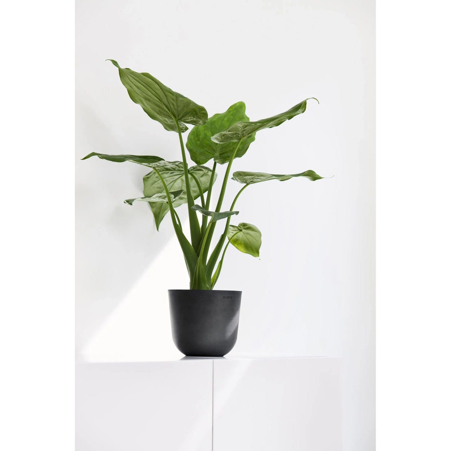 Ecopots Oslo Mini Pflanztopf, dunkelgrau, 16x14 cm, mit grüner Pflanze. Ideal für Innen- und Außenbereich.