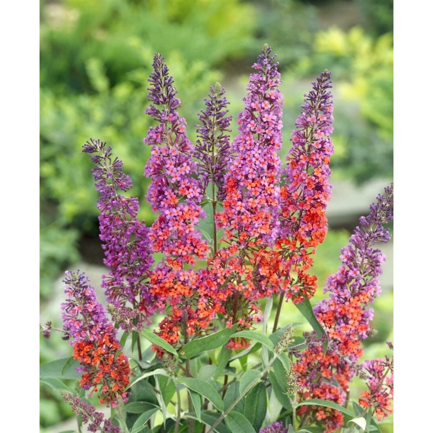 Buddleja Davidii Schmetterlingsstrauch Flower Power R 100-125 cm günstig online kaufen