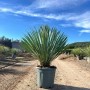 Sunny-Tree Mediterrane Yucca Rostrata Blue Blue Palmlilie Winterharte Pflanze bis -20°C Ideal für Garten & Terrasse_5