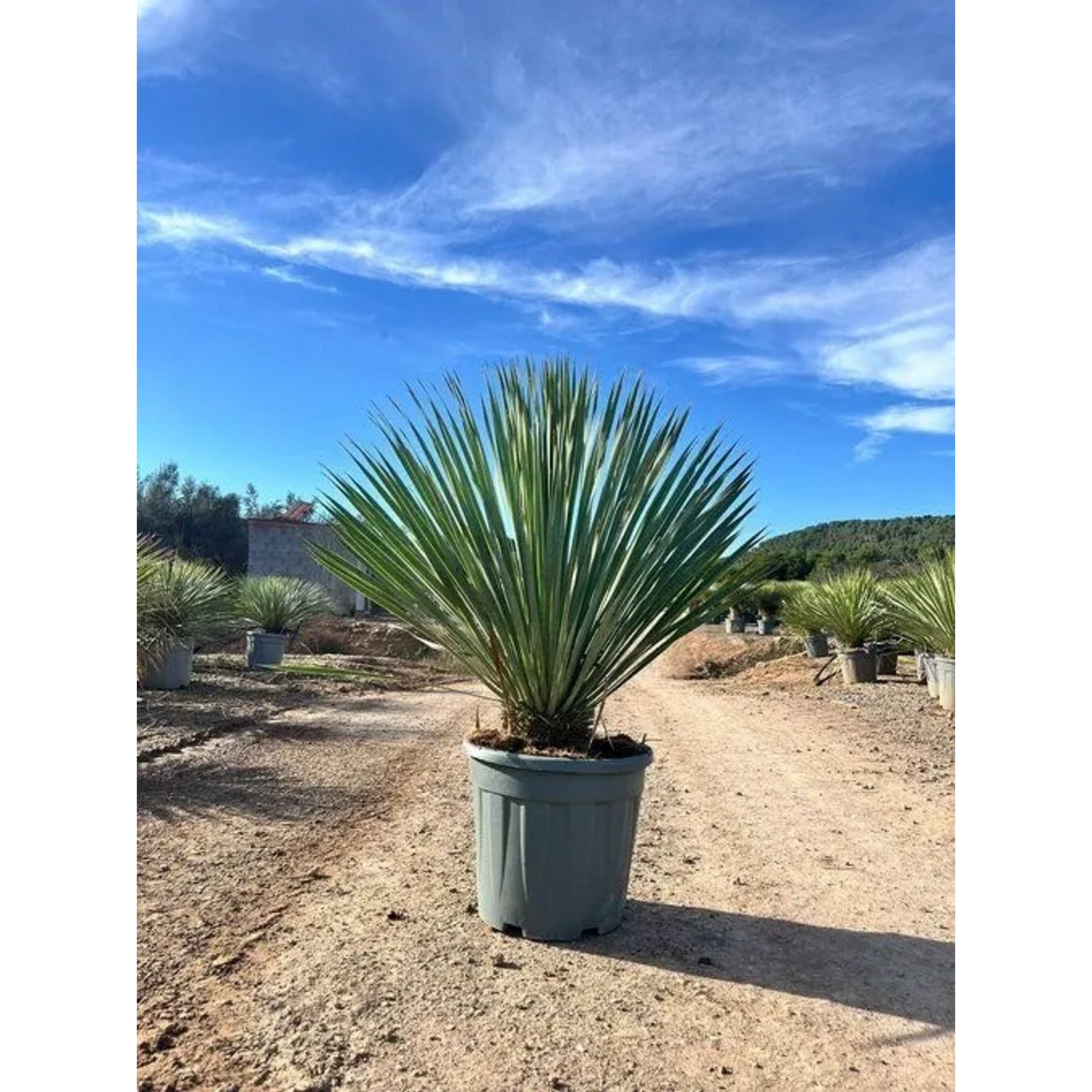 Sunny-Tree Mediterrane Yucca Rostrata Blue Blue Palmlilie Winterharte Pflanze bis -20°C Ideal für Garten & Terrasse_5