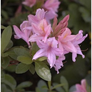 Rosa Rhododendron Soir de Paris Strauch mit grünen Blättern.