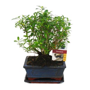 Exotenherz Bonsai Serissa Junischnee in Kugelform, ca. 6 Jahre alt, im blauen Topf.