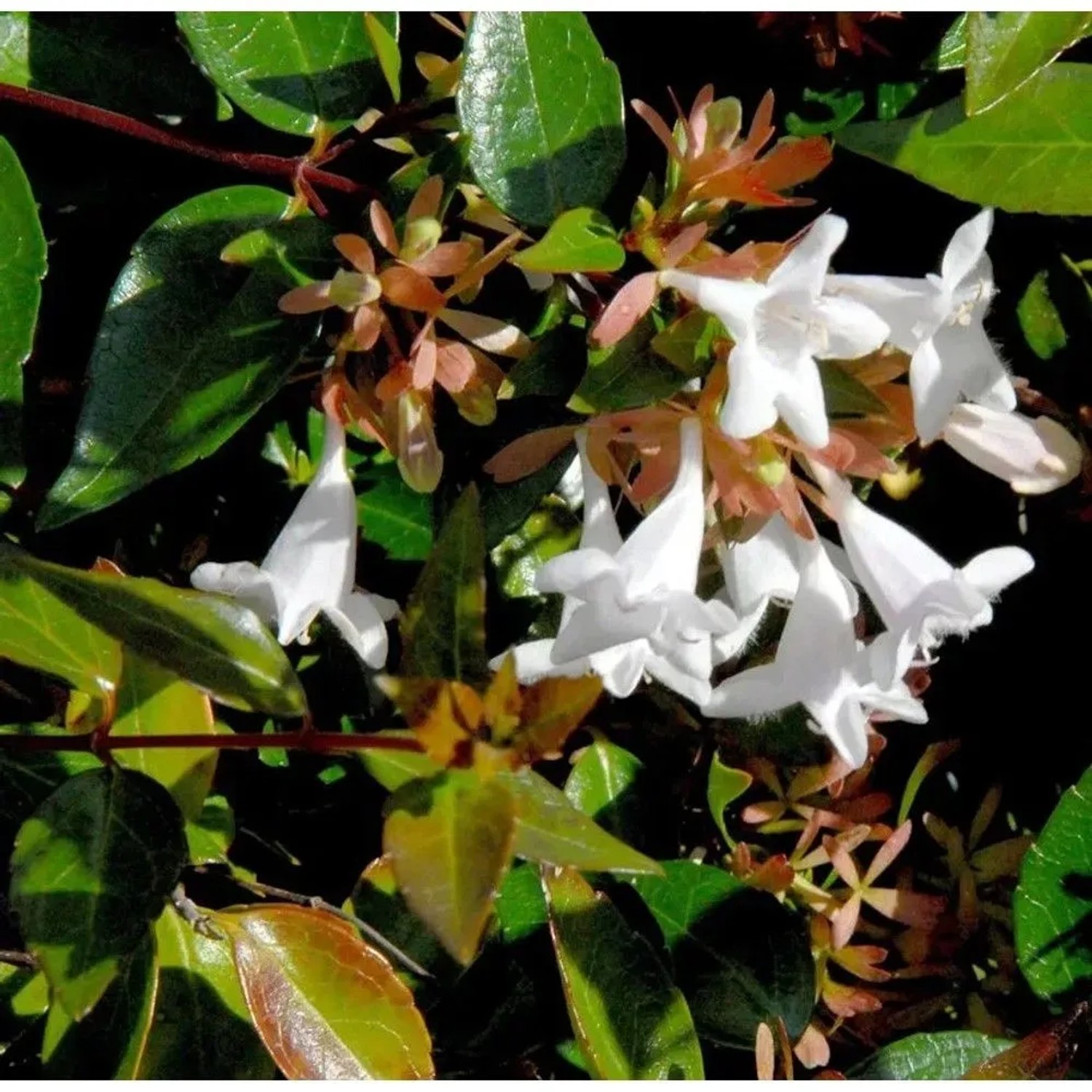 Großblumige Abelie 80-100cm - Abelia grandiflora