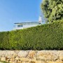 Immergrüne Thuja Smaragd Hecke als Sichtschutz im Garten, im Topf.
