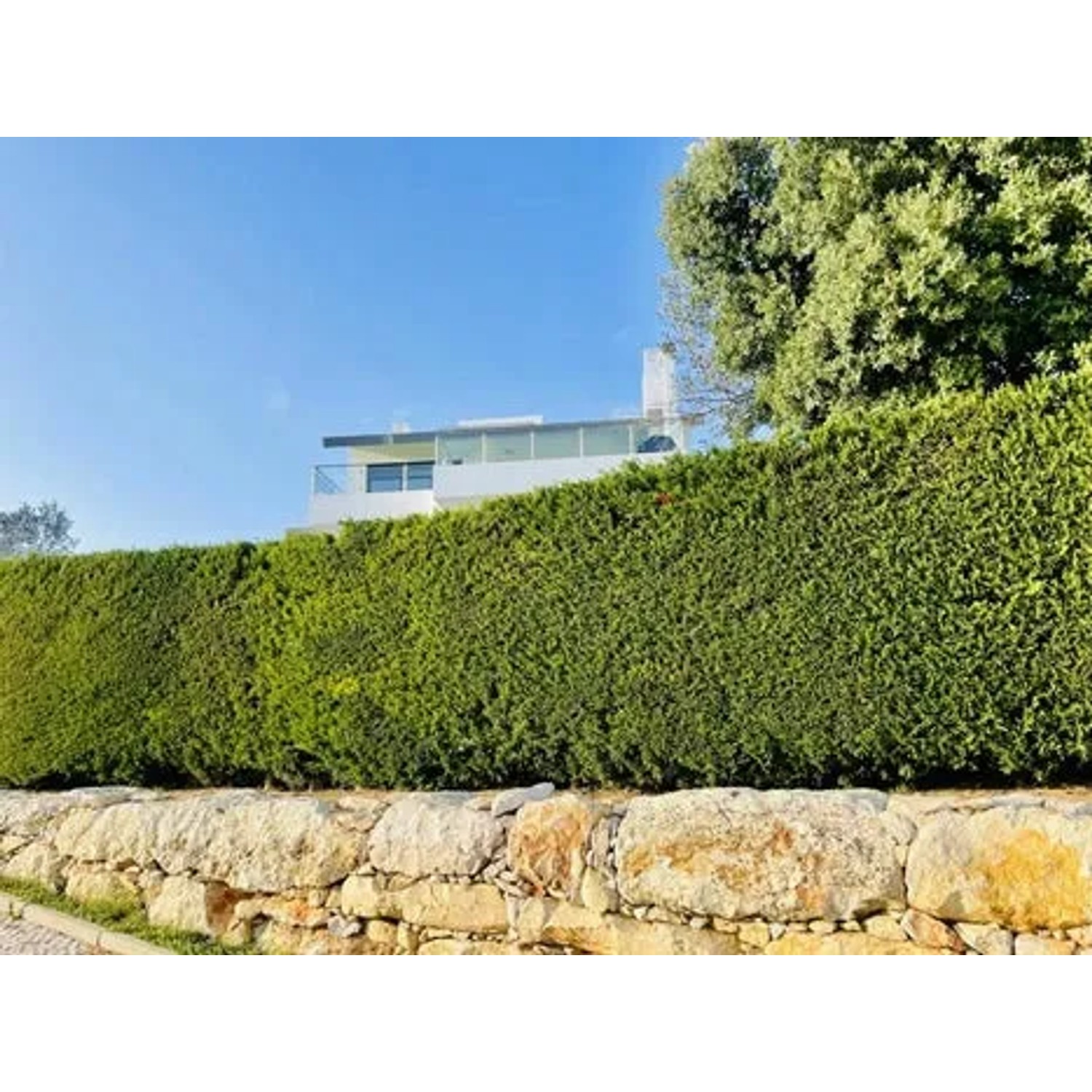 Immergrüne Thuja Smaragd Hecke als Sichtschutz im Garten, im Topf.