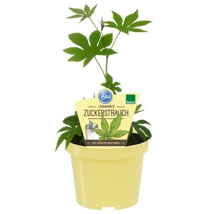 BLU Bio-Cannabis-Zuckerstrauch im Topf, ca. 12 cm. Süße Blätter für Tee und Desserts.