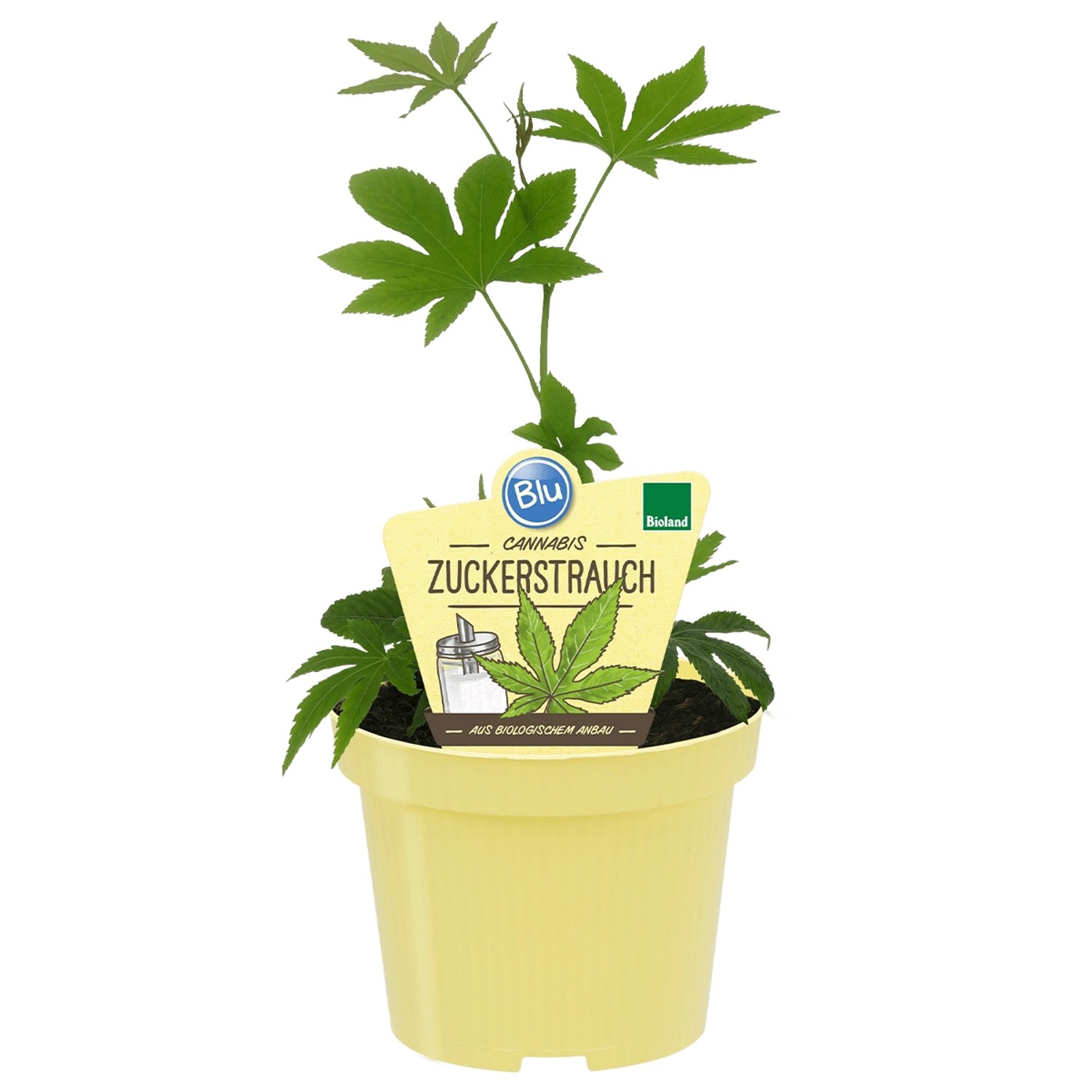 BLU Bio-Cannabis-Zuckerstrauch im Topf, ca. 12 cm. Süße Blätter für Tee und Desserts.