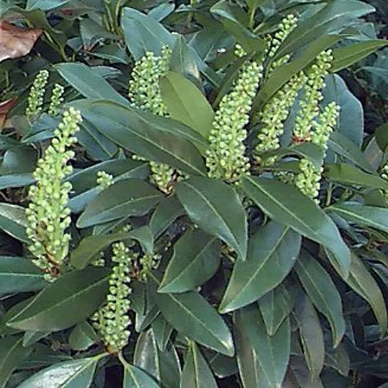 Kirschlorbeer 'Zabeliana' Prunus,aurocerasus 30 bis 50 cm im Container Hellgrünes Laub