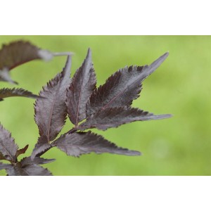 Nahaufnahme: Dunkelviolette Blätter des Schwarzen Holunders 'Black Beauty'.