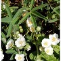 Nahaufnahme des weißen Fingerkrauts (Potentilla alba) mit weißen Blüten und grünen Blättern.