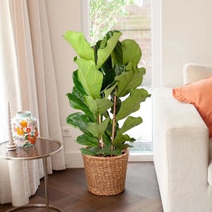 GROW by OBI Geigenfeige Höhe ca. 135 cm Topf Ø ca. 34 cm Ficus Lyrata