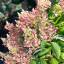 Rispenhortensie 'Pink Lady' mit rosa Blütenständen und grünen Blättern.