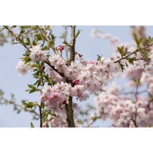 Winterkirsche 'Autumnalis Rosea' mit zartrosa Blüten auf Ästen vor blauem Himmel.