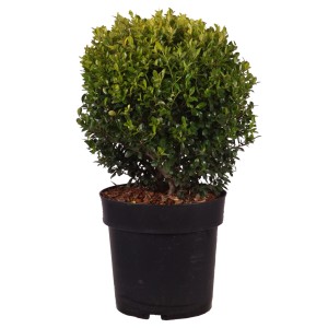 Stechpalme 'Golden Gem' im Topf, ca. 25-30 cm hoch. Immergrüner Zwergstrauch für Garten und Kübel.