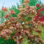 Bergahorn 'Brilliantissimum' mit rosa Blättern, Stammhöhe 150 cm. Hausbaum für Garten und Beet.
