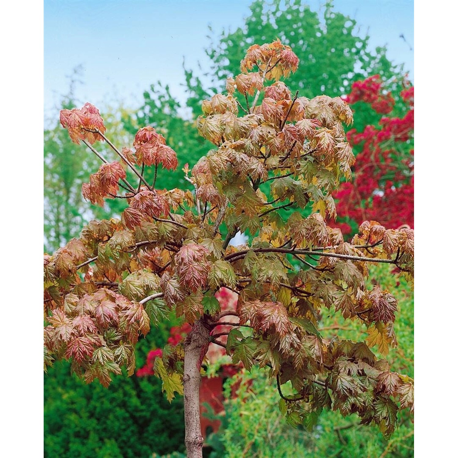 Acer Pseudoplatanus Brilliantissimum Bergahorn Rosa Blätter 150 cm Stammhöh günstig online kaufen