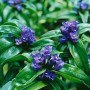 Nahaufnahme des blauen Kreuz-Enzians (Gentiana Cruciata) mit grünen Blättern im 9x9 cm Topf.