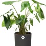 Anthrazitfarbener, runder Elho Blumentopf (Ø 16 cm) mit Pflanze. Ideal für Innenräume.
