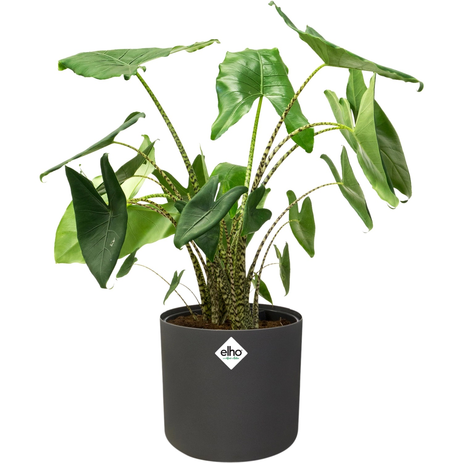 Anthrazitfarbener, runder Elho Blumentopf (Ø 16 cm) mit Pflanze. Ideal für Innenräume.