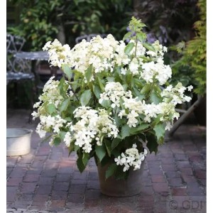 Rispenhortensie Levana 80-100cm - Hydrangea paniculata