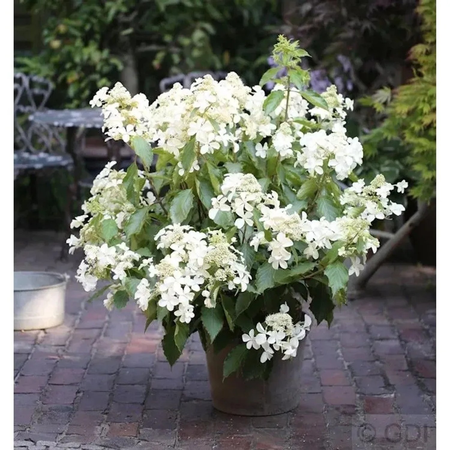 Rispenhortensie Levana 80-100cm - Hydrangea paniculata