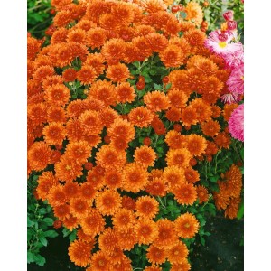 Gartenchrysantheme 'Bronzekrone' mit bronzefarbenen Blüten im 9x9 cm Topf.