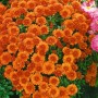 Gartenchrysantheme 'Bronzekrone' mit bronzefarbenen Blüten im 9x9 cm Topf.